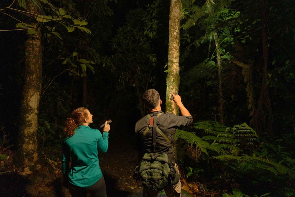 Night walk - Ecolirios