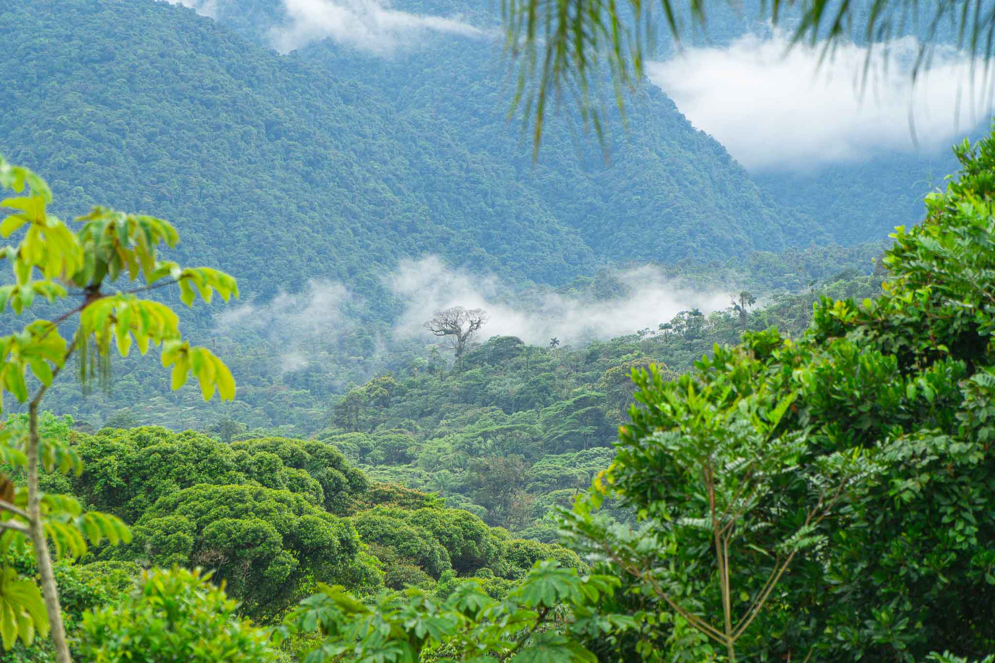birding tour - Ecolirios Costa Rica