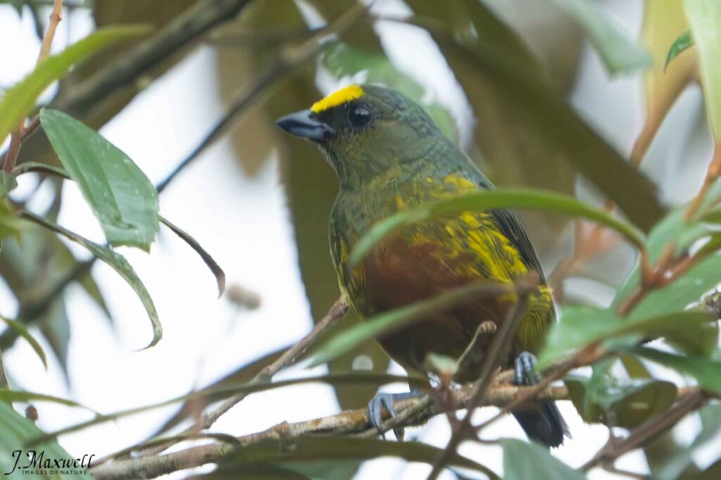 birding tour - Ecolirios Costa Rica