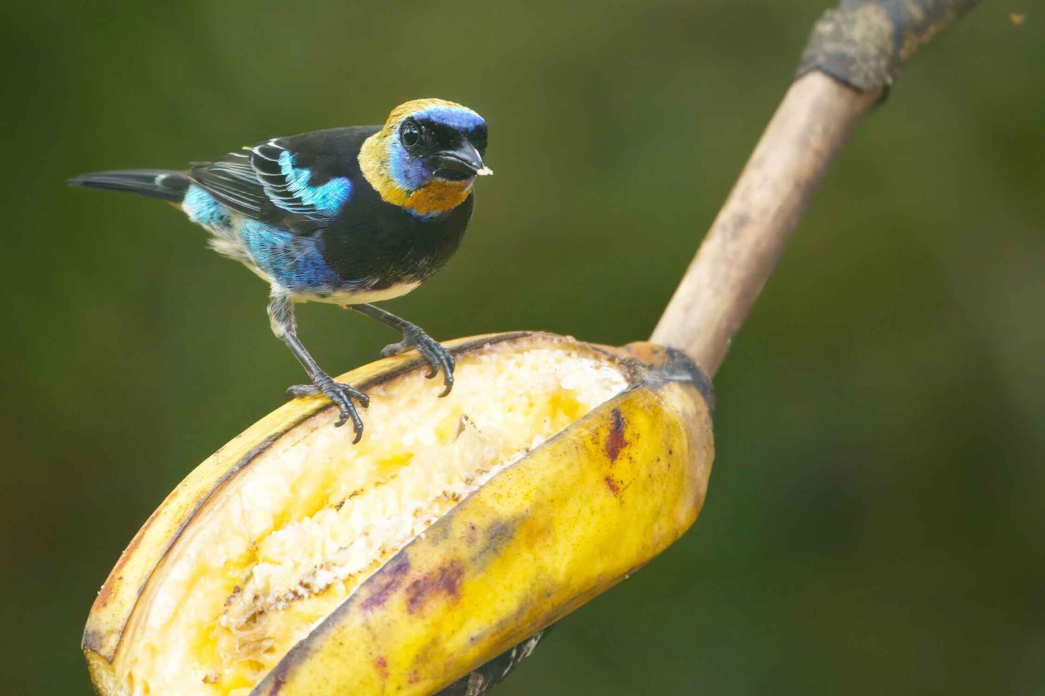 birding tour - Ecolirios Costa Rica