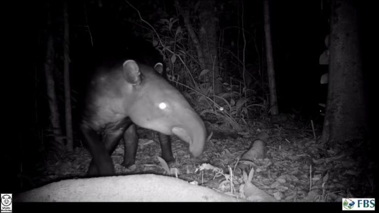 Wildlife Camaras Trampa - Ecolirios.
