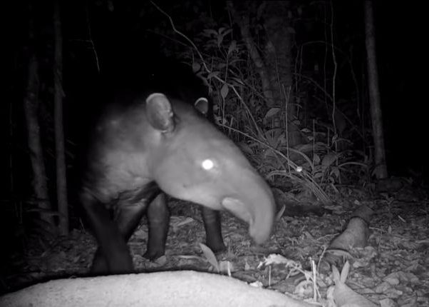 Wildlife Camaras Trampa - Ecolirios.